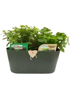 Aromi casetta gia composta da Origano e Prezzemolo 