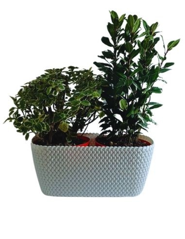 Splofy Aroma Box, bereits bestehend aus...