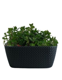 Aromi Cassetta Splofy gia composto da menta spicata e...