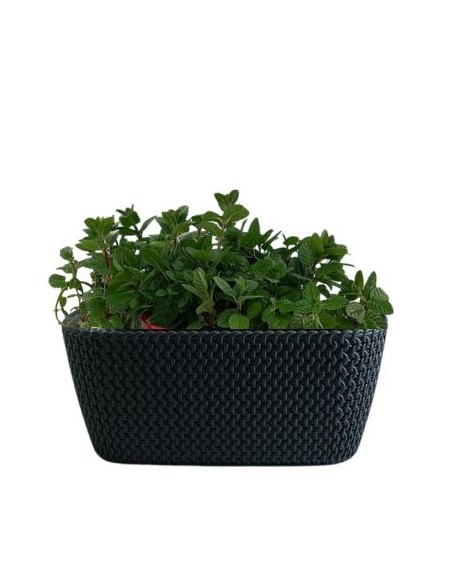 Aromi Cassetta Splofy gia composto da menta spicata e menta piperita 