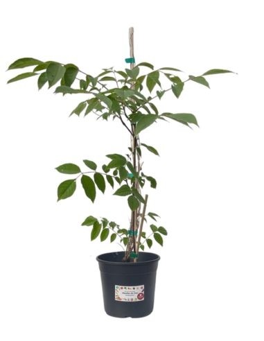 ASIMINA TRILOBA (ja, dasselbe)