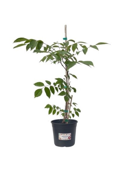 ASIMINA TRILOBA (ja, dasselbe)