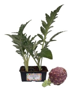 Carciofo Viola pack da 4 piantine 