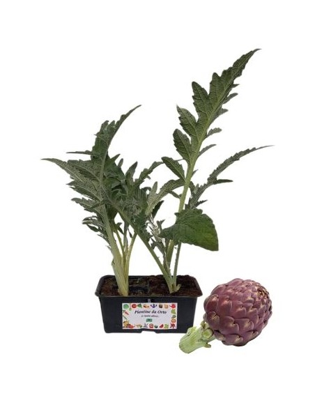 Carciofo Viola pack da 4 piantine 