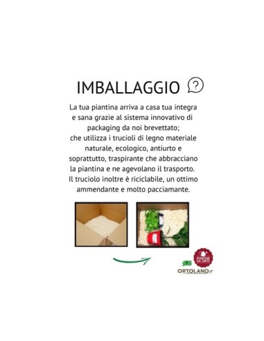 Carciofo Viola pack da 4 piantine 