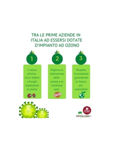 Carciofo Viola pack da 4 piantine 