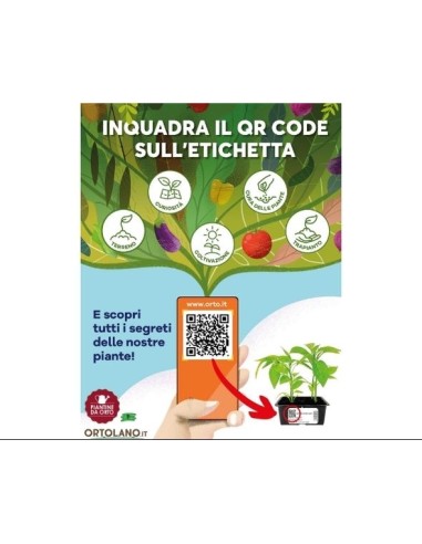 Carciofo Viola pack da 4 piantine 