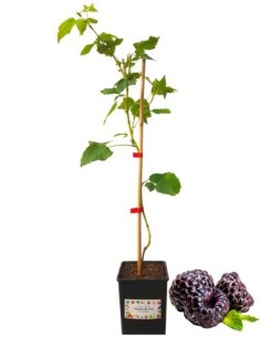 Schwarze Himbeere, 2-Liter-Glas