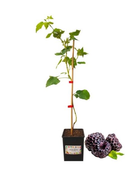 Schwarze Himbeere, 2-Liter-Glas
