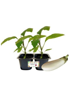 Melanzana bianca Linea gold pack da 2 piante 