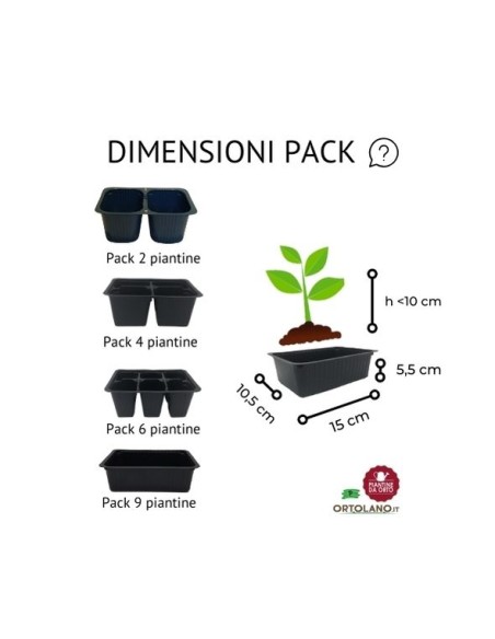 Melanzana bianca pack da 2 piante 