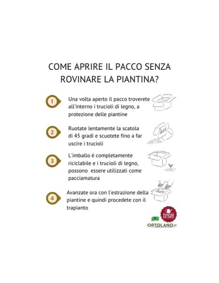 Melanzana bianca pack da 2 piante 