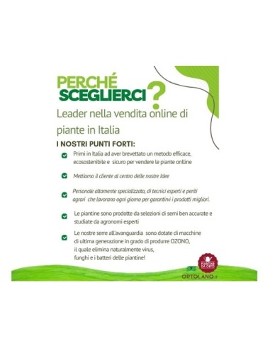 Melanzana bianca Linea gold pack da 2 piante 