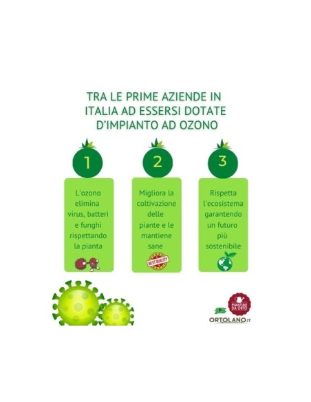 Melanzana bianca Linea gold pack da 2 piante 