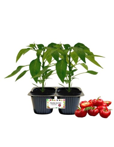 Peperone rosso Topepo Linea gold vaschetta da 2...