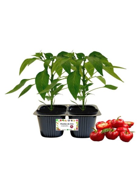 Peperone rosso Topepo Linea gold vaschetta da 2 piante 