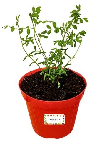Pianta di lenticchie