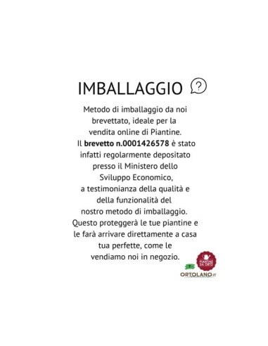 Pianta di lenticchie