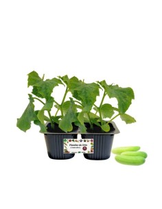 Cetriolo Bianco Digeribile pack da 2 piante 