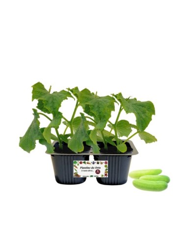 Cetriolo Bianco Digeribile Vaso 10
