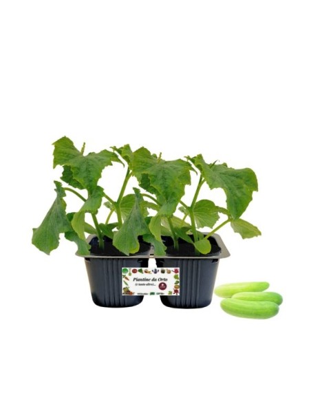 Cetriolo Bianco Digeribile pack da 2 piante 