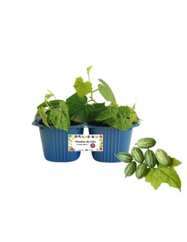 Cucamelon Vaso 10