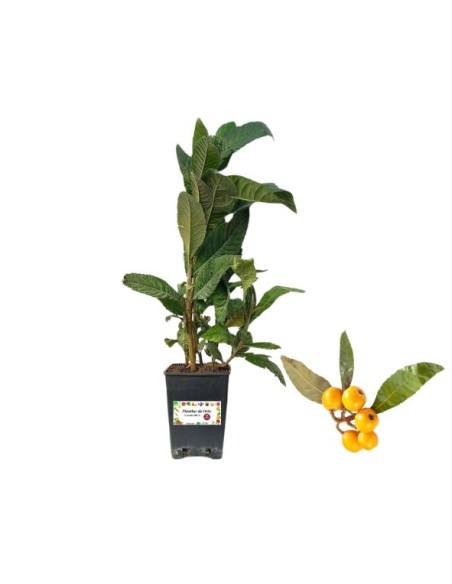 Nespolo del  Giappone