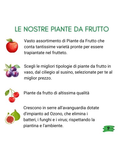 Nespolo del  Giappone