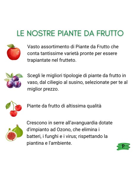 Nespolo del  Giappone