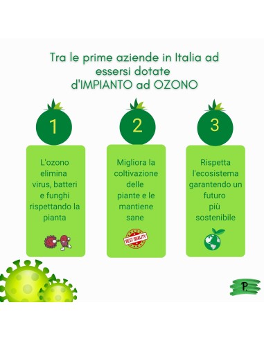 Nespolo del  Giappone