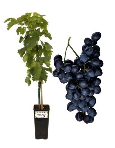 Francese nera vite da tavola vaso 2l 