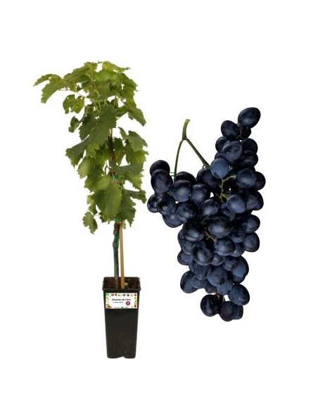 Francese nera vite da tavola vaso 2l 