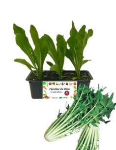 Catalogna pack da 9 Piantine