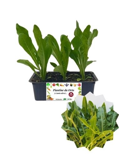 Catalonia Puntarelle, 8er-Packung Setzlinge