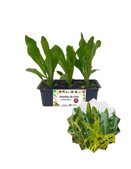 Catalogna Puntarelle pack da 8 Piantine