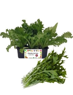 Invidia Riccia 9 Piantine