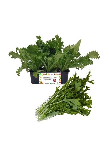 Invidia Riccia 9 Piantine