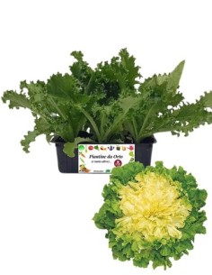 Invidia Scarola 9 Piantine