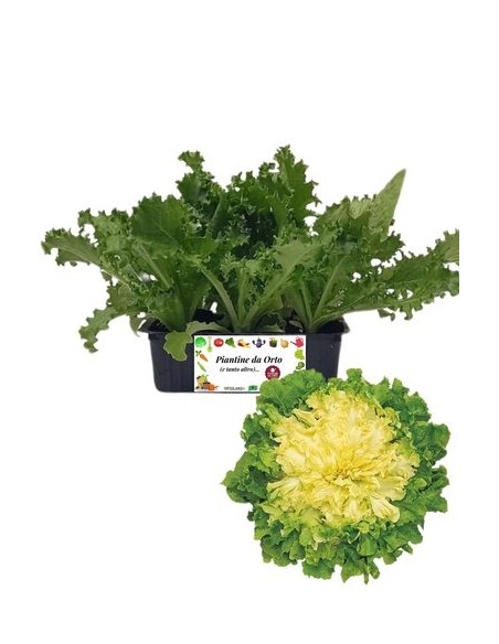 Invidia Scarola 9 Piantine