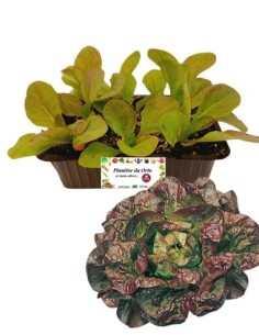 Lattuga 4 Stagioni pack da 9 Piantine