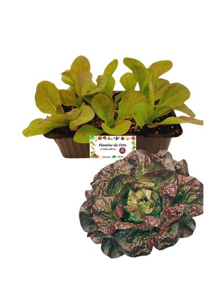 Lattuga 4 Stagioni pack da 9 Piantine