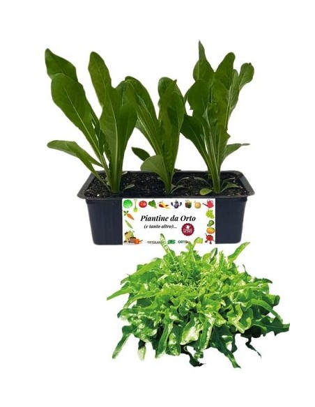 Lattuga Barba dei Frati Bianca pack da 9 Piantine