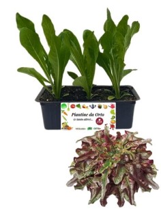 Lattuga Barba dei Frati Rossa pack da 9 Piantine