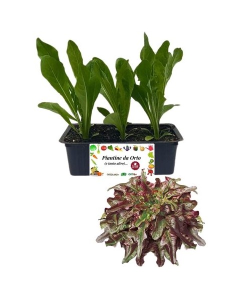 Lattuga Barba dei Frati Rossa pack da 9 Piantine