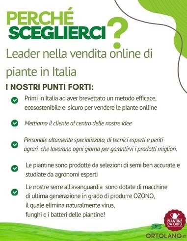 Lattuga Barba dei Frati Rossa pack da 9 Piantine