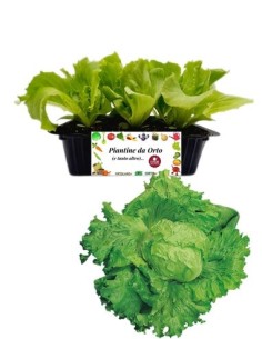 Lattuga Brasiliana pack da 9 Piantine