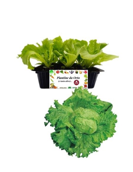 Lattuga Brasiliana 9 Piantine