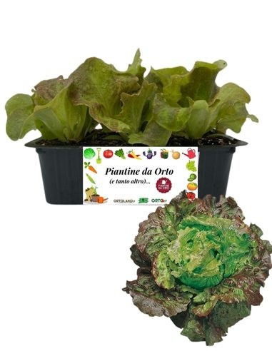 Lattuga Canasta 9 Piantine