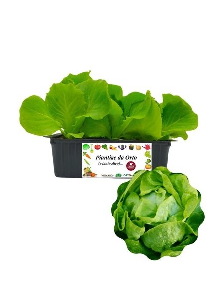 Lattuga Cappuccia pack da 9 Piantine