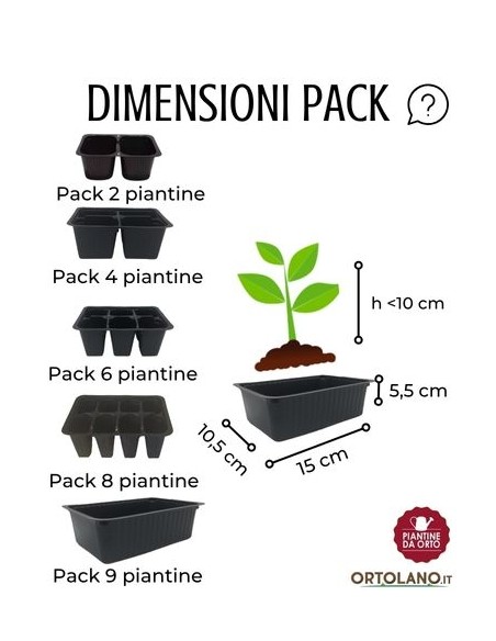 Lattuga Cappuccia pack da 9 Piantine